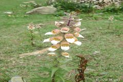 Digitalis lanata